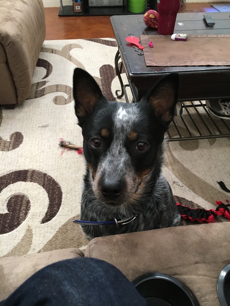Jaxx