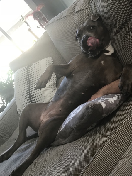 JoJoBean