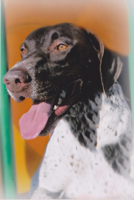 Scout