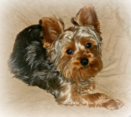 Little Joe "LJ"
