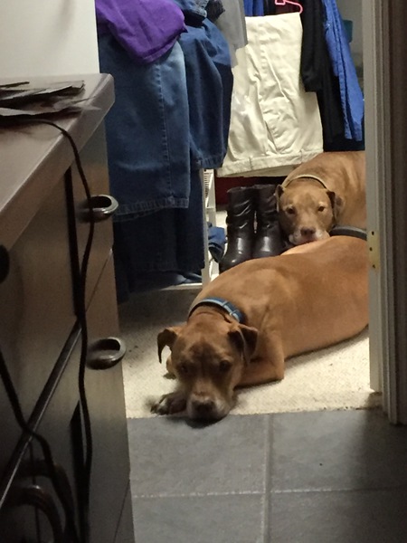 Marley and Milo