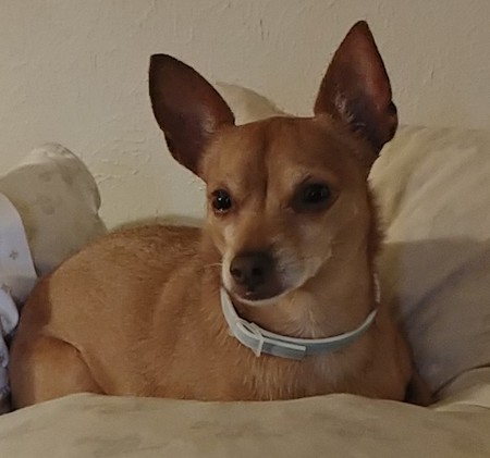 Gracie
