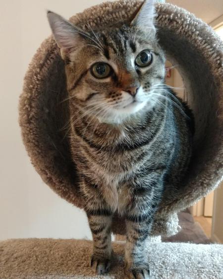 Copernicus