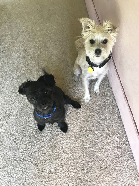 Gilly and the Grim