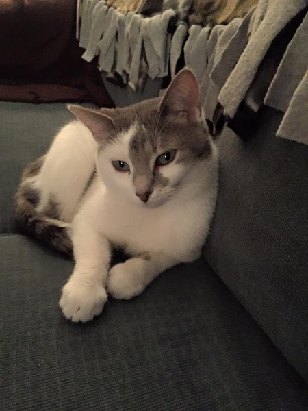 Miss Misha