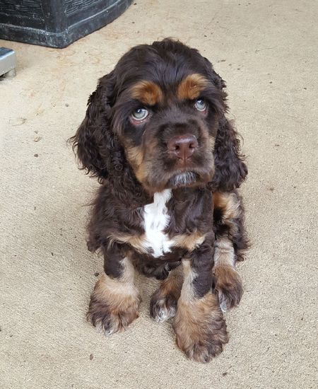 Mowgli