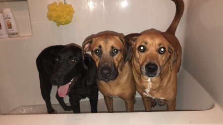 Charlie, Leo, and Millie