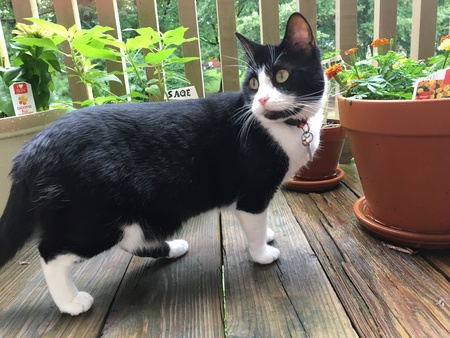 Bilbo