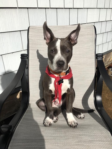 Agent Gibbs