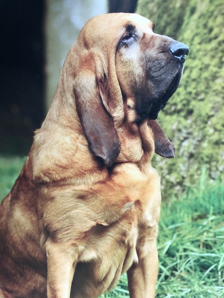 Country Rose “Rosie”
