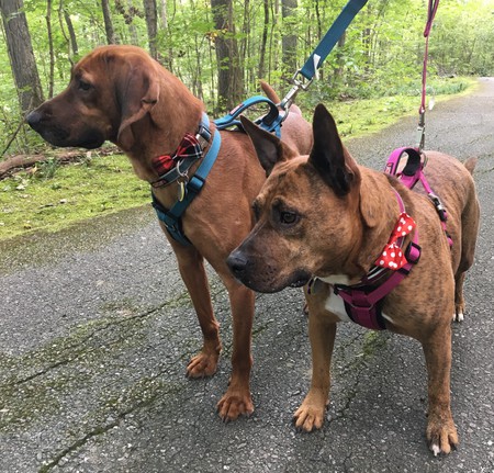 Watson & Georgia