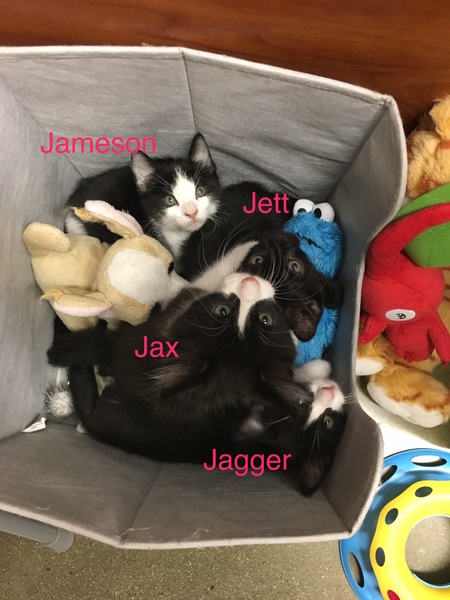 Jett, Jameson, Jax & Jagger