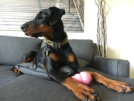 Cora