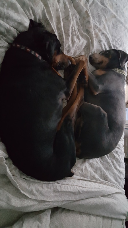Gypsy and Solomon
