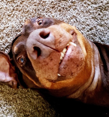 Hank