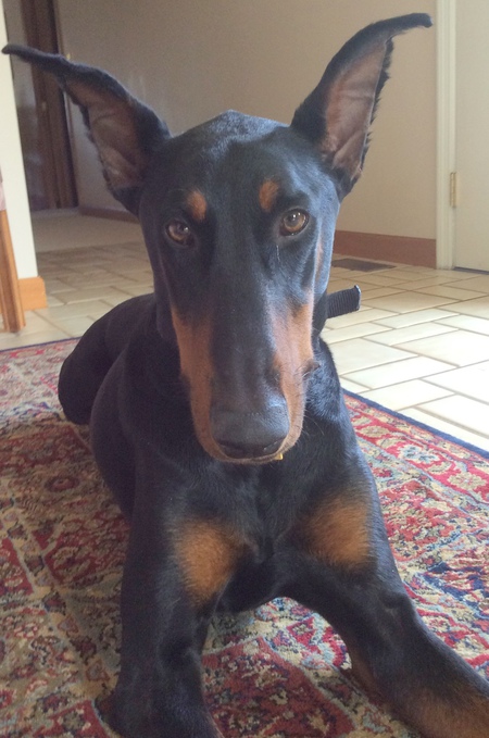 Beau