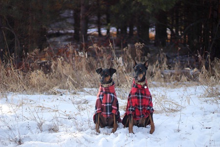 Buddy & Ruger