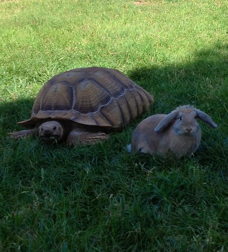 Snickers with Hobart the Tortoise 