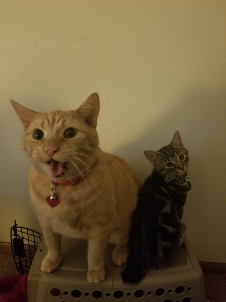Oswald and Roswell