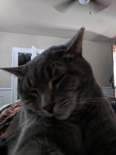 Farfies