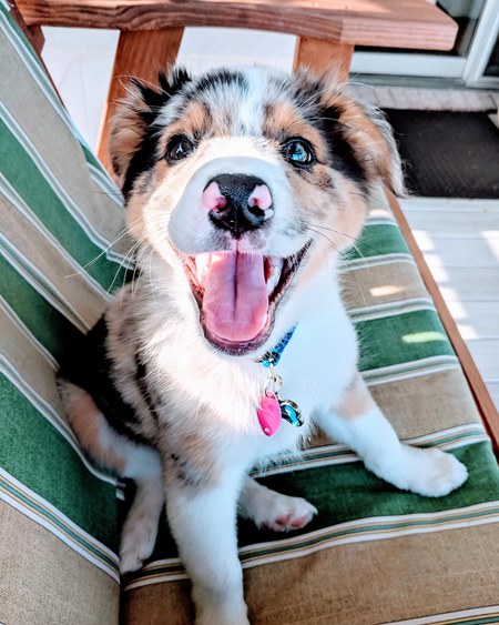 Finn