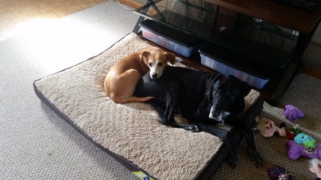 Duke and Zeke