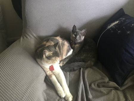 Maple & Juniper