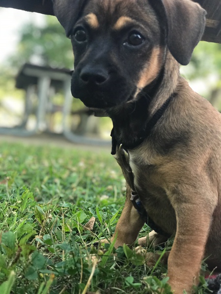 Nugget 
