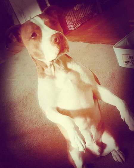 Diesel