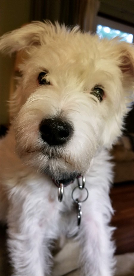 Daisy