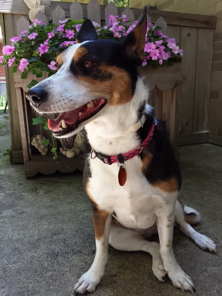 Nixie 