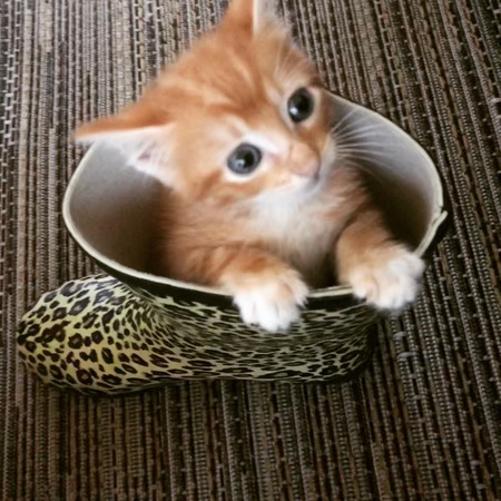 Hei Hei