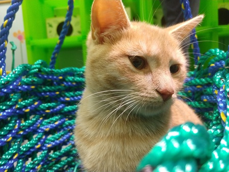 Adoptable Kitten: Fuji