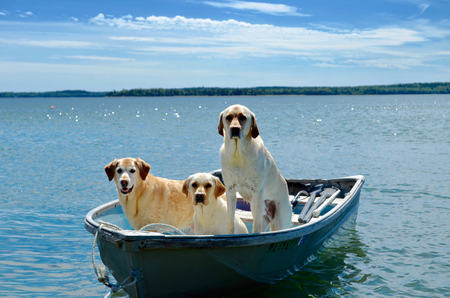 (L-R) Toby, Brody, Jasper