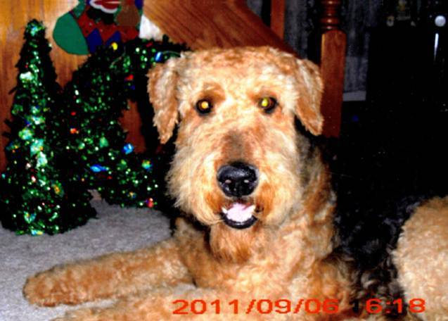 vote-for-annie-the-cats-and-dogs-of-mccook-calendar-contest
