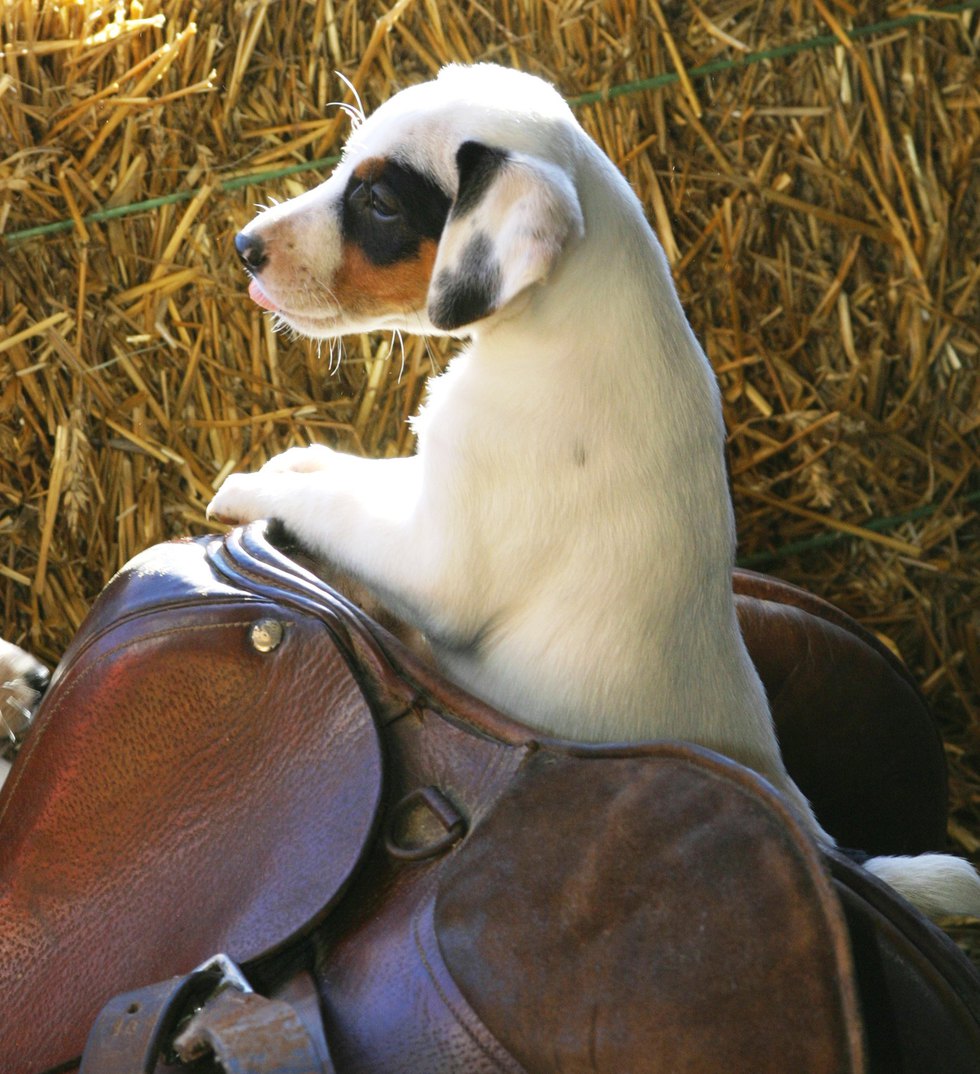 Vote for SPUR Photo by Cindy Jo Garcia The Cats and Dogs of McCook Calendar Contest