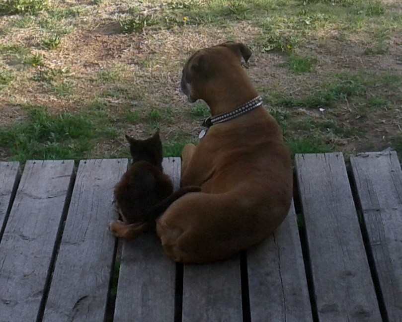 Vote for Kitty and Abby The Cats and Dogs of McCook Calendar Contest