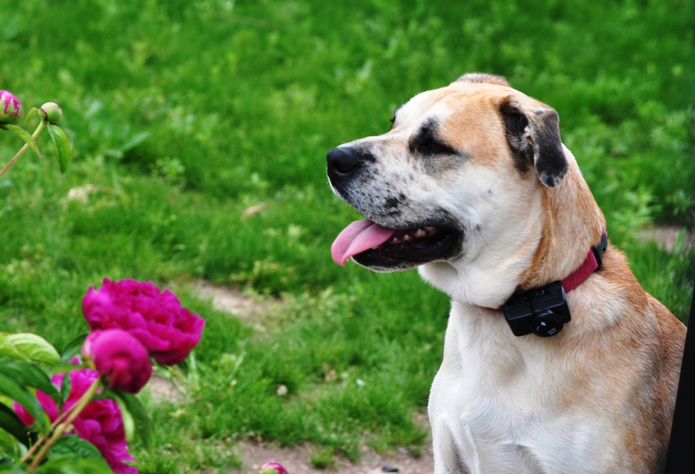 Vote for CHLOE The Cats and Dogs of McCook Calendar Contest