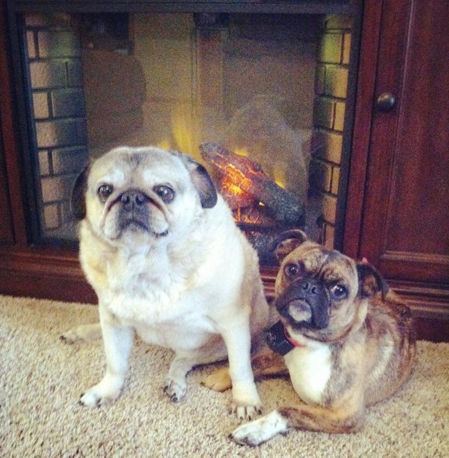 Vote for Jozie & Tayzor The Cats and Dogs of McCook Calendar Contest