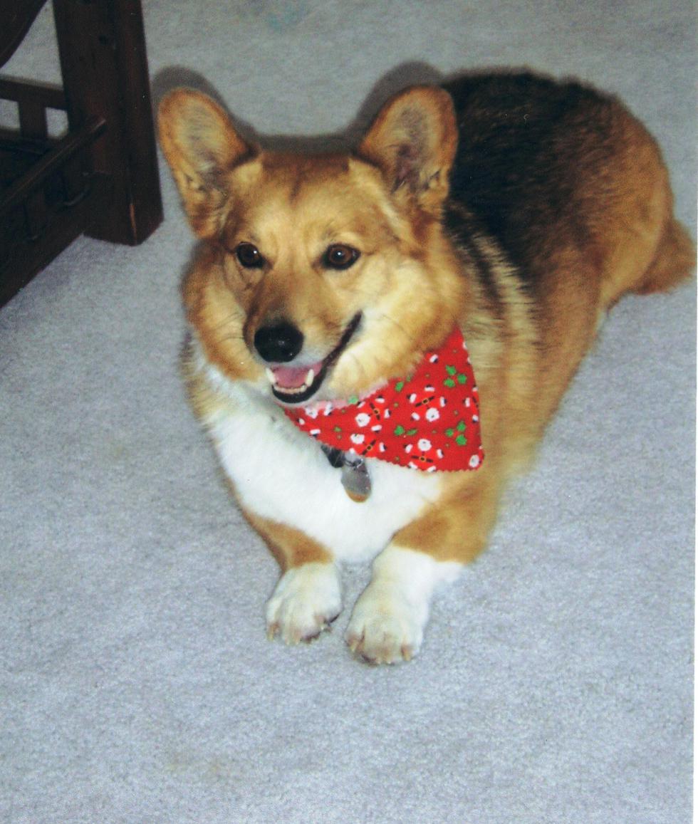 Vote for RUDY The Cats and Dogs of McCook Calendar Contest