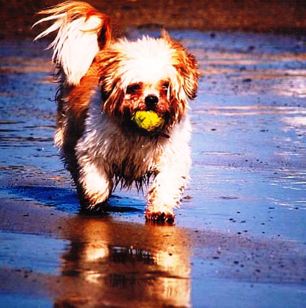 Vote for Dillon The Cats and Dogs of McCook Calendar Contest