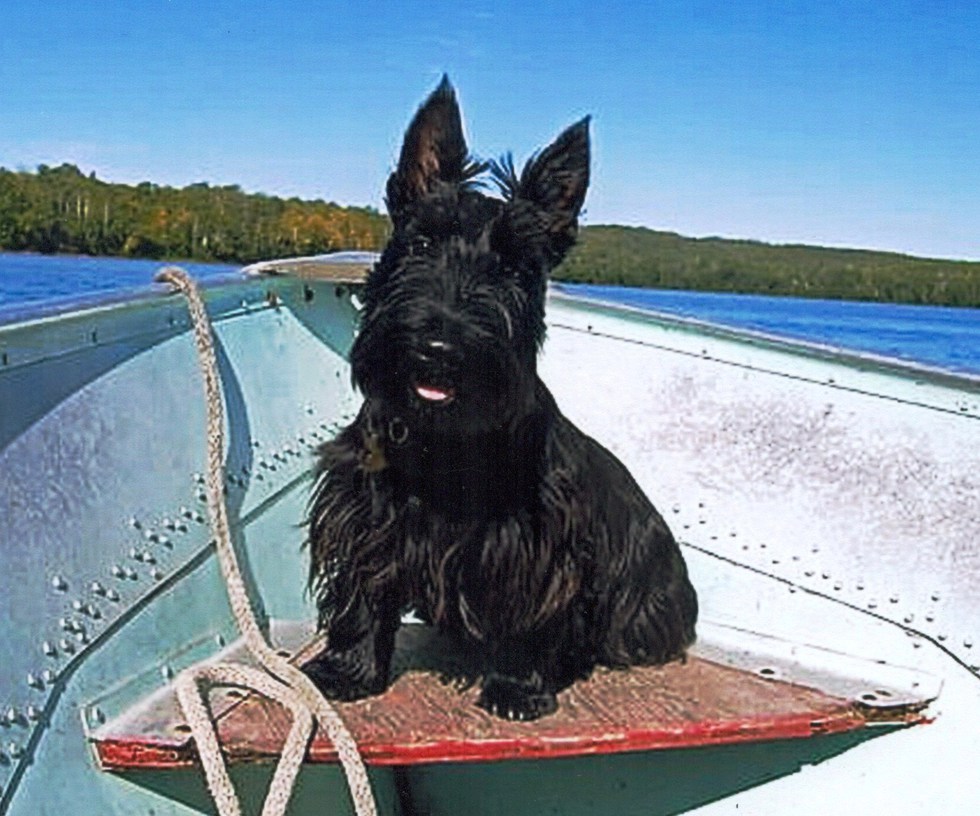 vote-for-frankie-2014-calendar-cover-model-the-cats-and-dogs-of