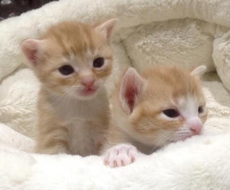 Sundance and Sahara