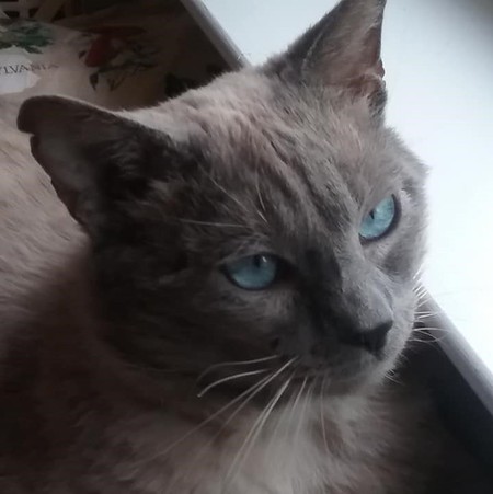 Yeti