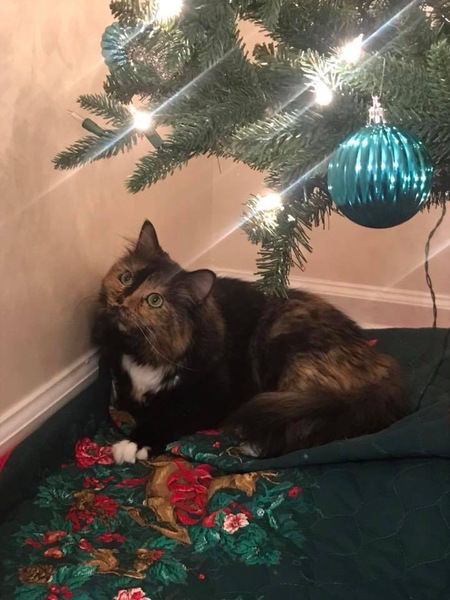 Sophie
