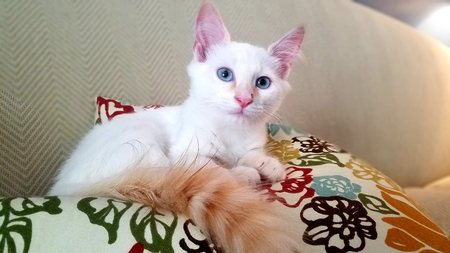 Finn