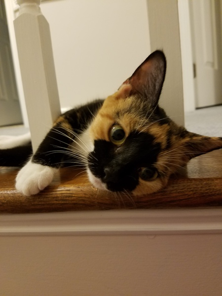 Lorelei 