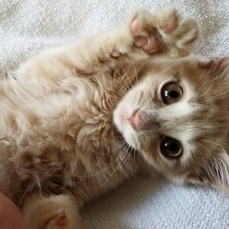 Charlie