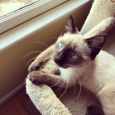 Mocha 