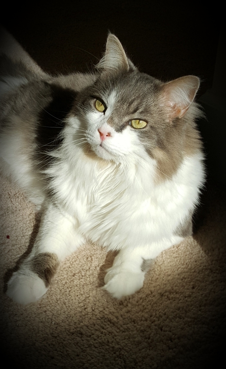 Taz